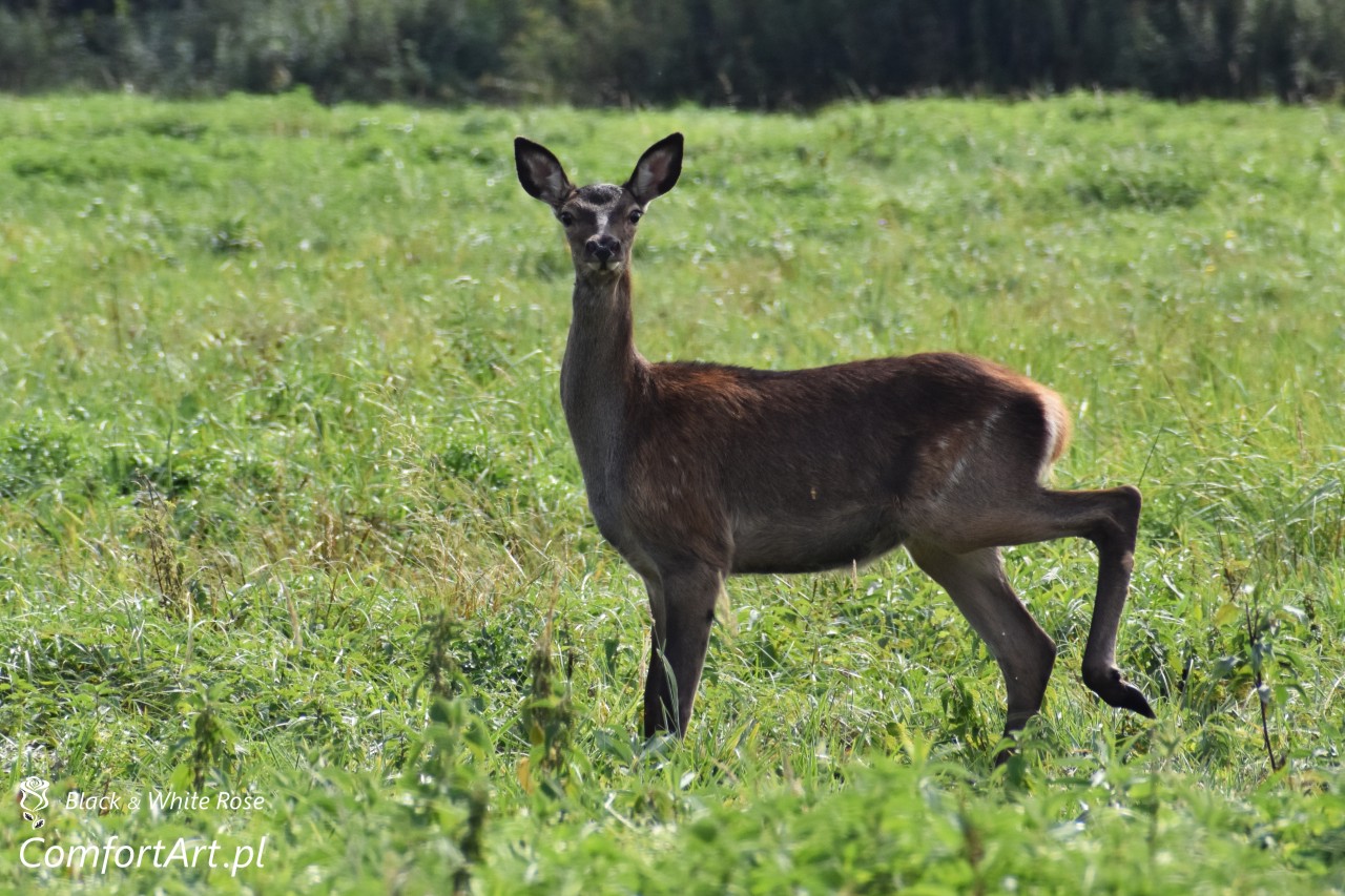 Torfowisko Wielkie Błoto sarna